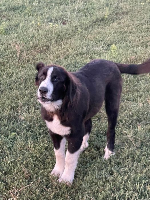 Caine ciobanesc de bucovina disponibil