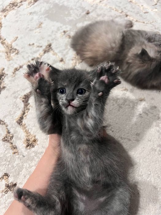 Продаются вислоухие котята