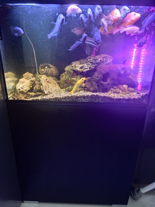 Vand acvariu complet