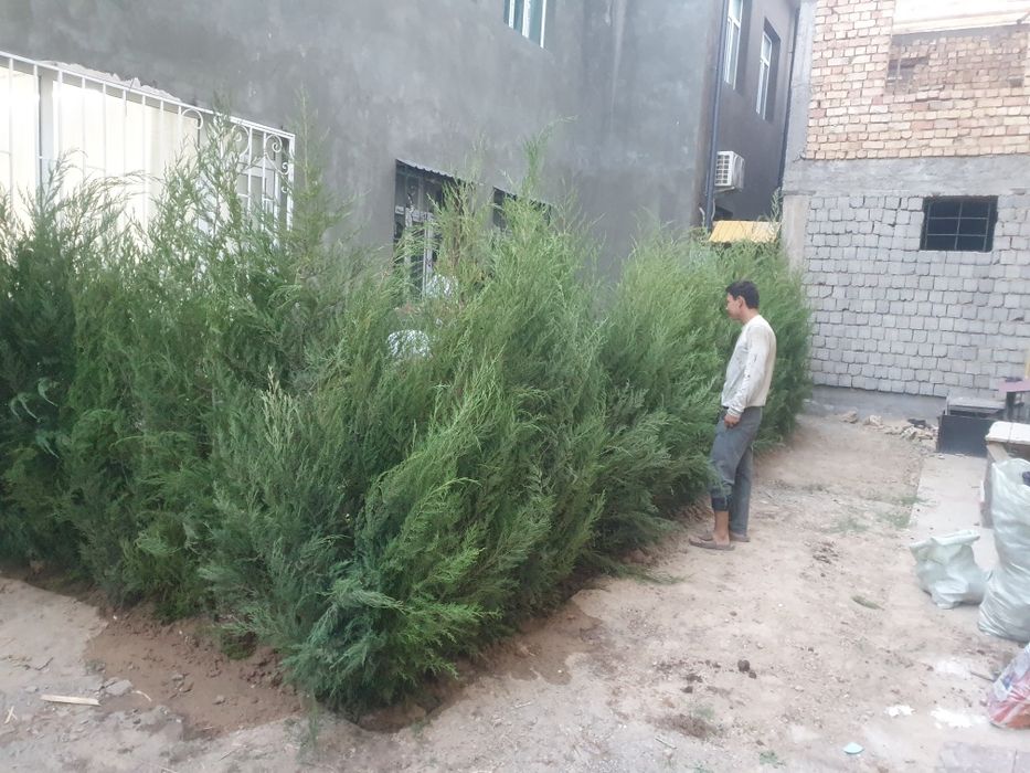 Арча маживелник кочатлари