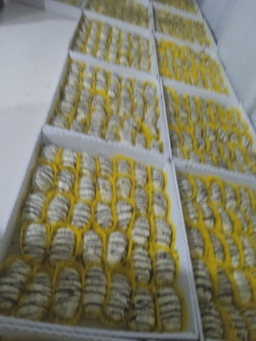 Harhil turdagi pechoniylar orgatamiz ogʻizda eriydigan siftli pechoniy