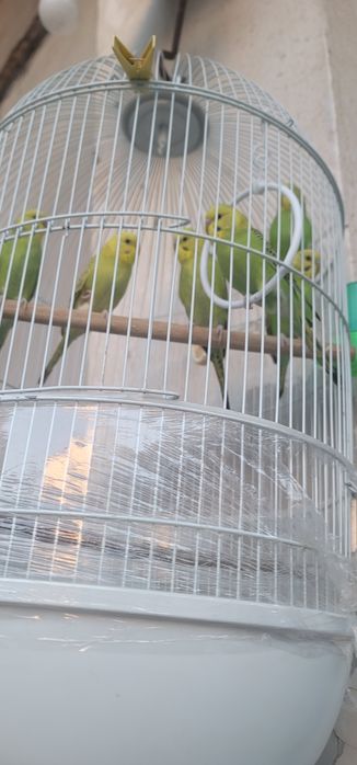 Продам валнистый папугай