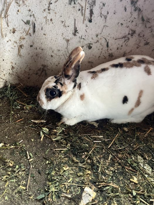 Iepuri Rex pitic tricolor !