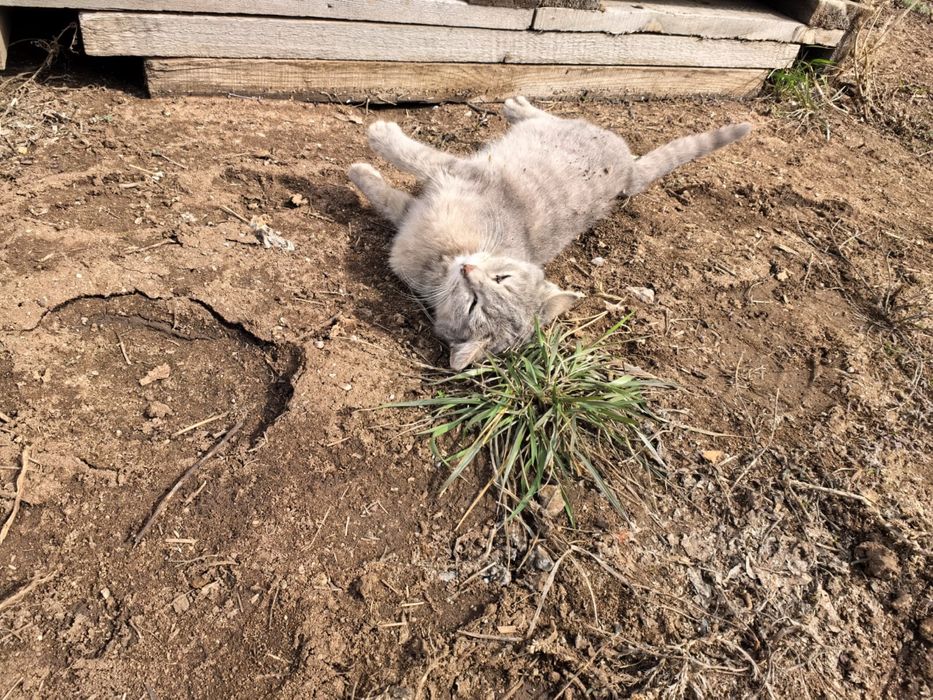 Отдам даром котят