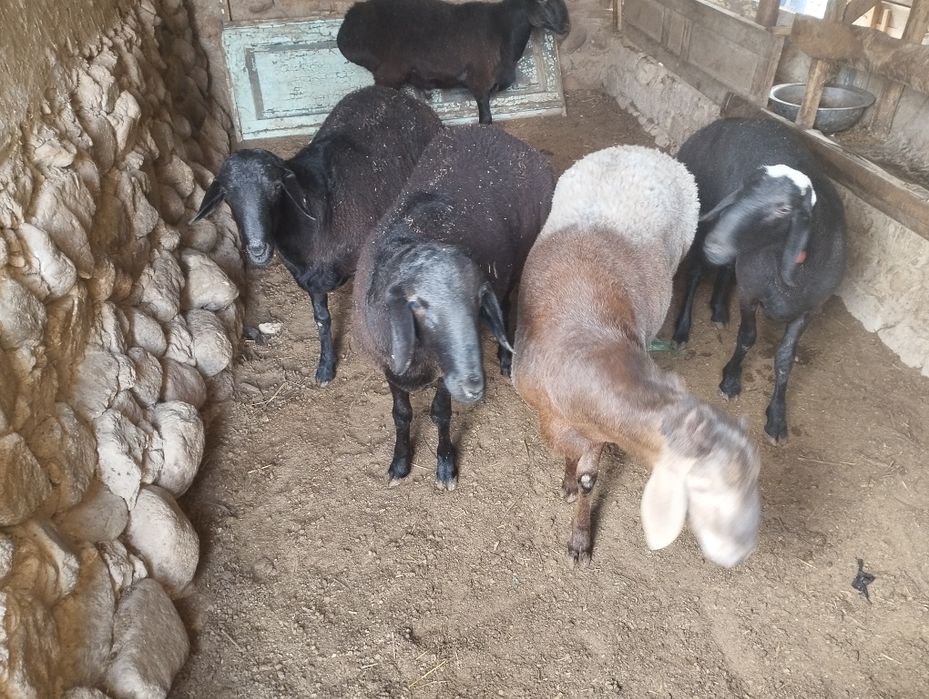 Qoʻchqorlar zot va goʻsht uchun