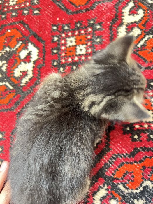 Мысық еркек алсандар айтын