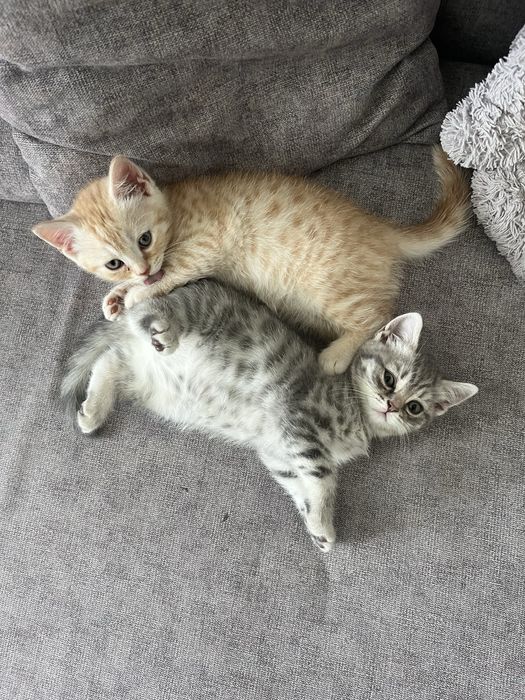 шотландские котята