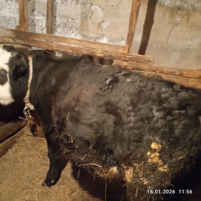 Продам двух быков с откорма!