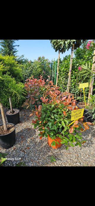 Vând plante ornamentale de calitate extra