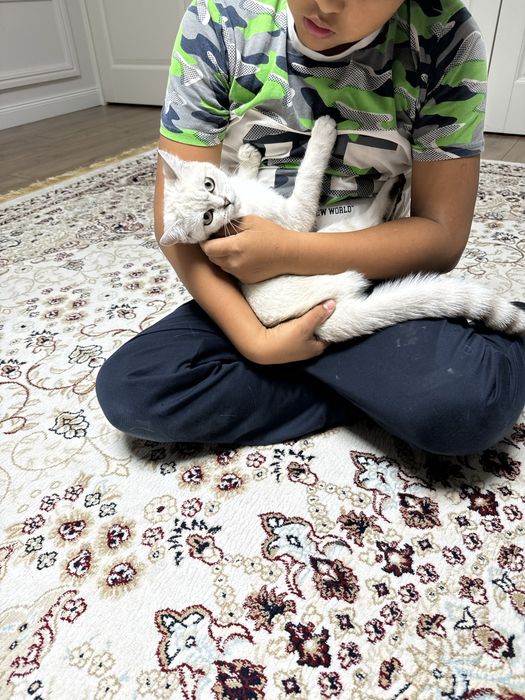 Мысык сатылады