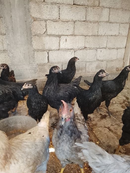 Horozlar 3 oylik