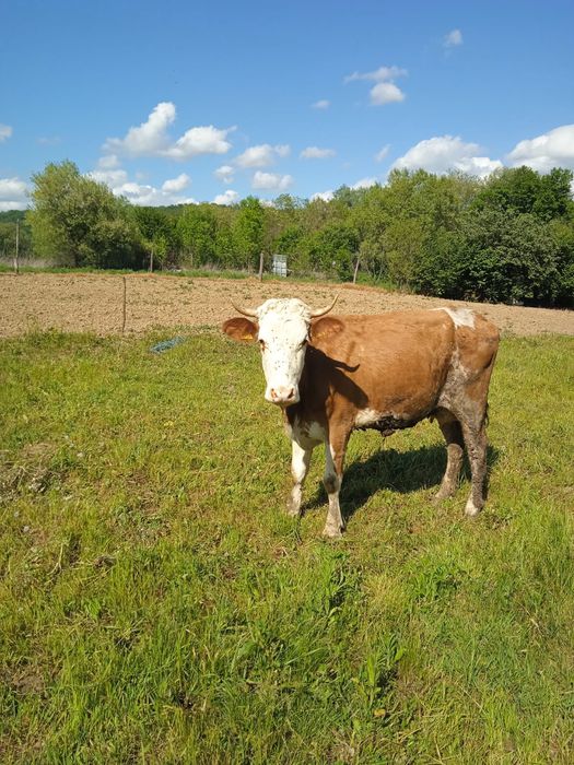 vand 2 vaci - Sitani, Bihor