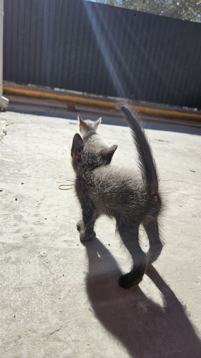 Котёнки продаются