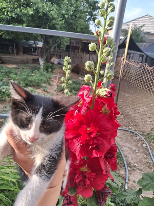 Котята Бесплатно