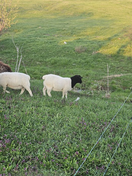 Mielute si oi Dorper.