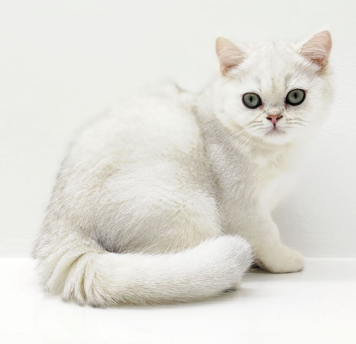 Котики  британские шиншиллы