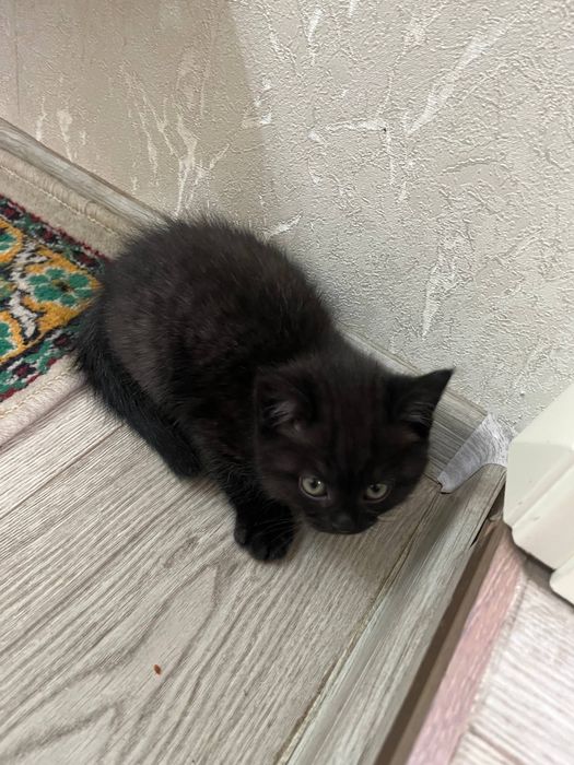 Скотиш страйт/фолд