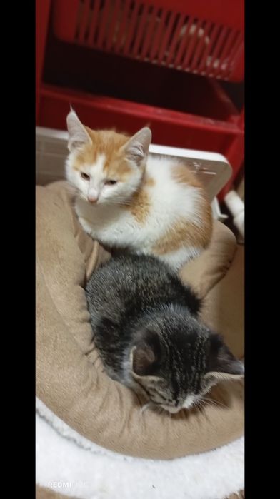 Животные кошки даром