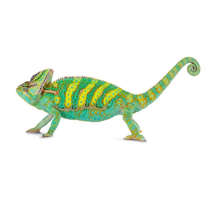 Cameleon calyptratus (Veiled Chameleon)