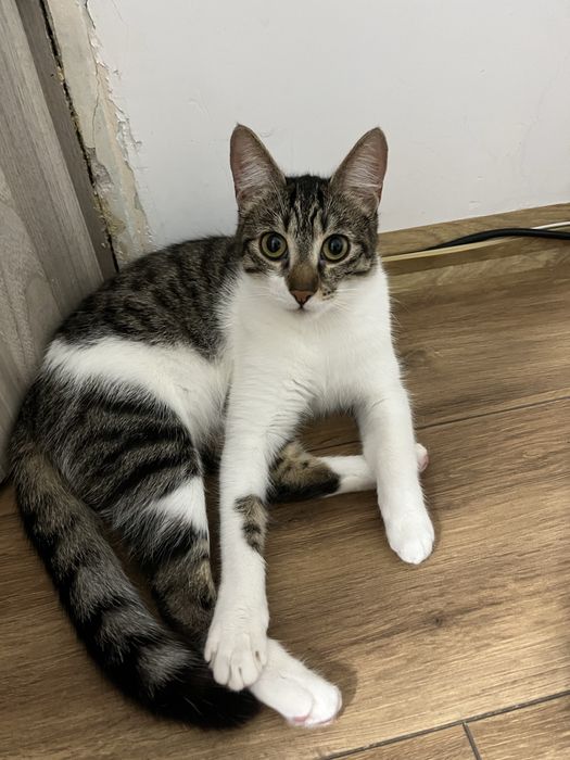 Donez pisica /pisici