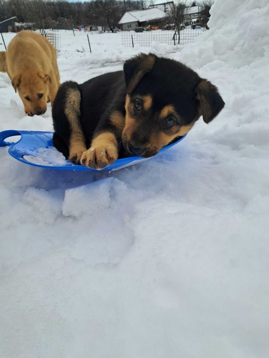 Donez 2 cățelușe metis, 9 săptămâni