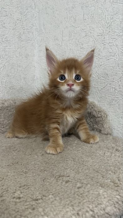 Мейн-Кун Питомник Продажа