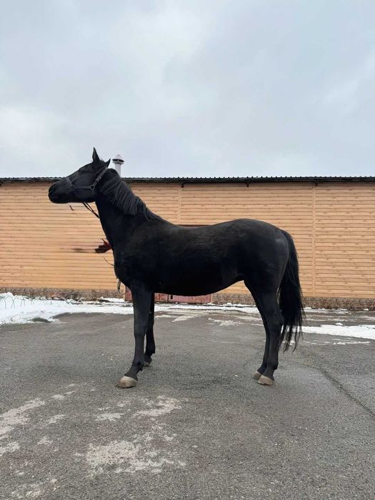 Продаётся лошадь