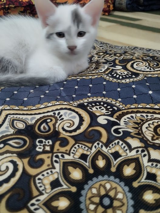 Mushukchalar zotdor