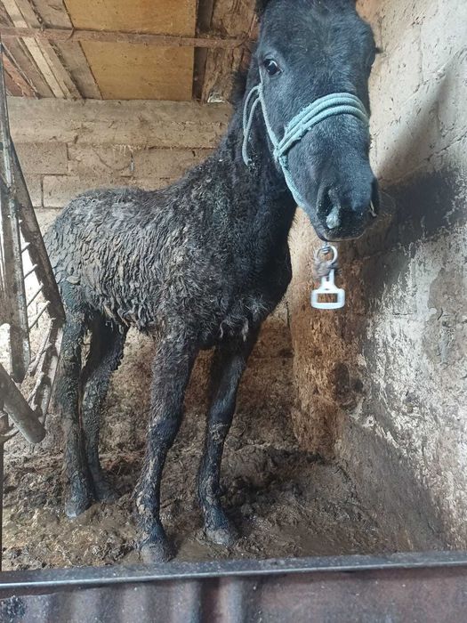 Продается Жеребец