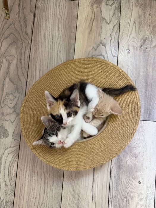 Котята в хорошие руки