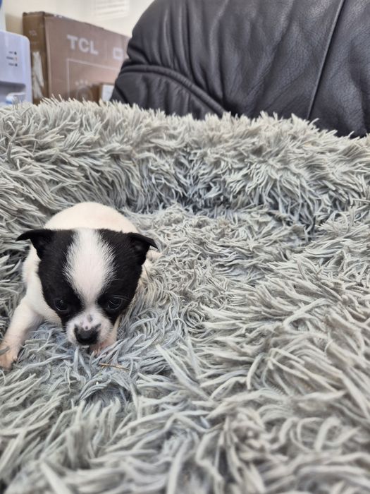 Мъжко и женско мини чиху пинчер