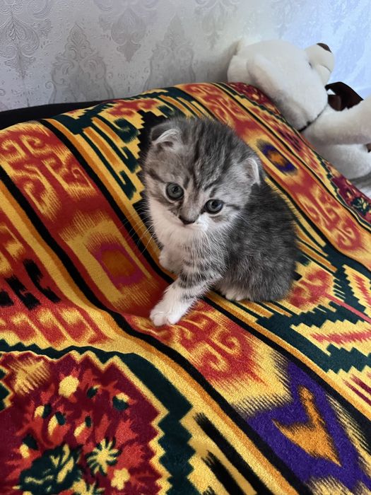 Кошка пародисты красивый