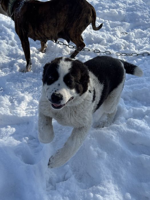 Супер тяж девочка линия бомба