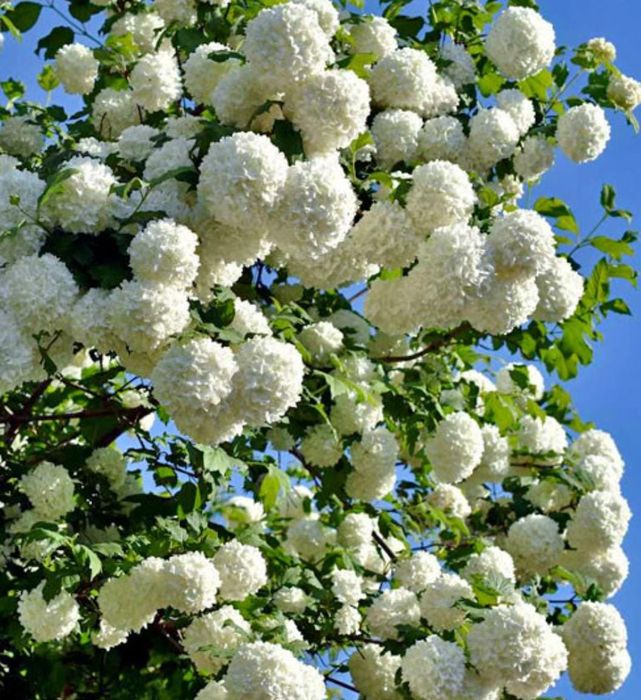 Продам раинированные саженцы