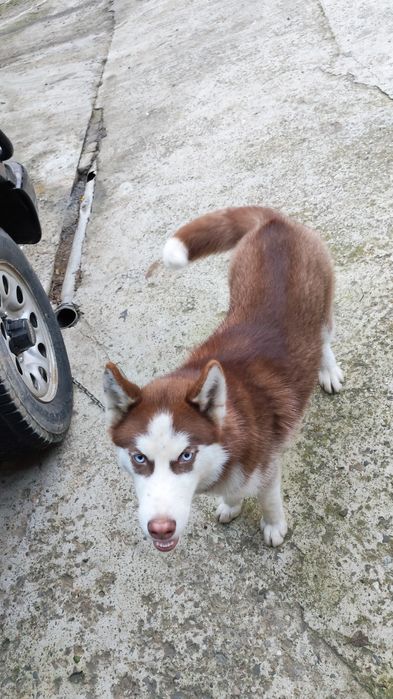 Vând husky siberian 6 luni
