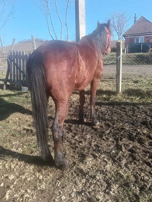 Vad cal garantat la caruța