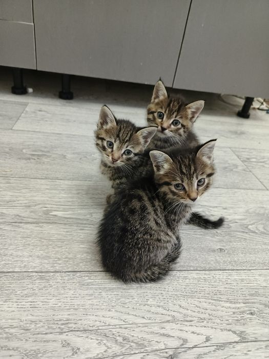 Котята бесплатно