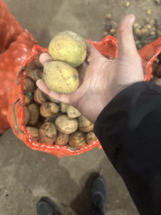 Картофель семенной .