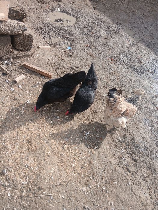 Qora tovug'lar sotiladi tuxum tug'adi narxi 150 ming donasi