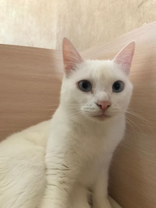 Котик в хорошие руки
