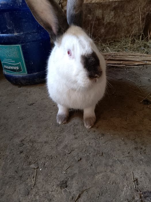 Kaliforniskiy krolik