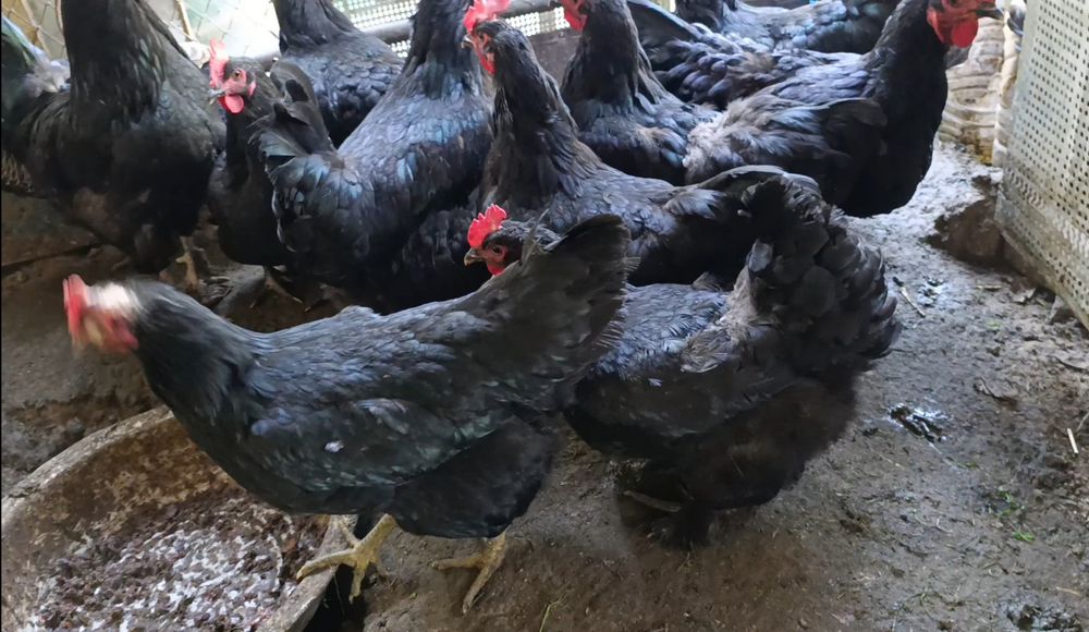 продам японский петух