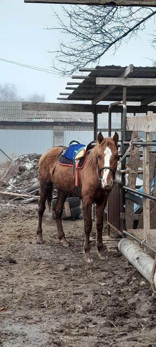 Ұзынағаш жаңақұрлыс