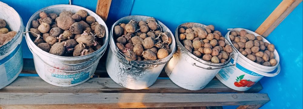 Продам семеную картошку