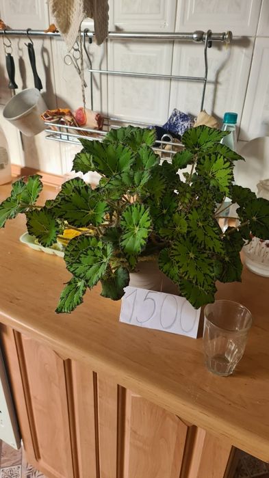 Комнатные растения