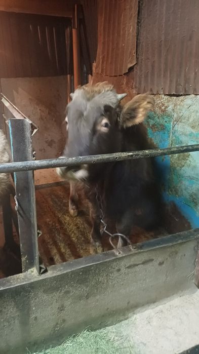 Продам бычка алатауской породы