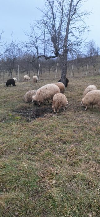 Licitez berbec ,vârstă 3 ani