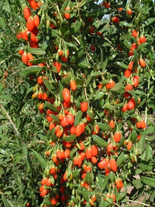 PRODUCATOR GOJI rosu/negru arbusti pe rod, puieti, seminte, plante