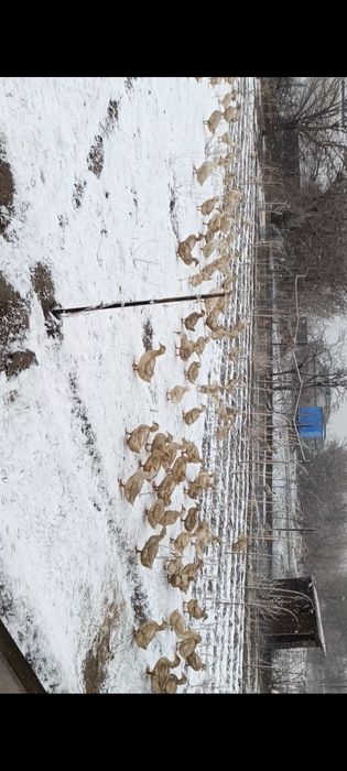 100 штук уйректер