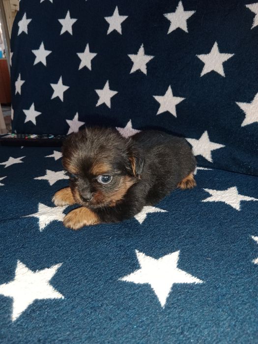 Срочно продам щенков!